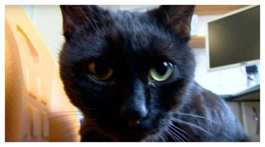 Rademenes The 'Nurse cat'