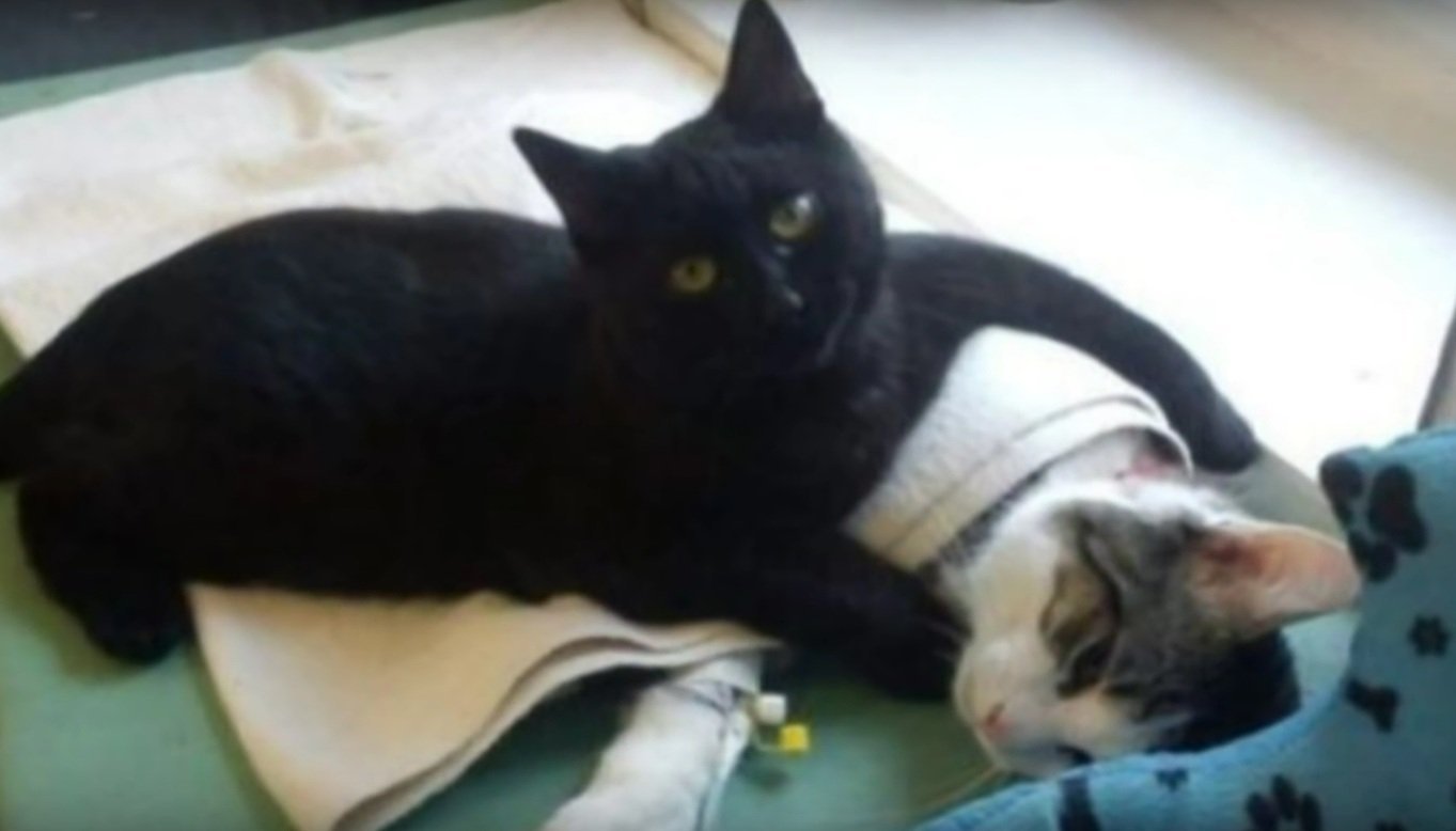 Click to enlarge Rademenes The 'Nurse cat'_2