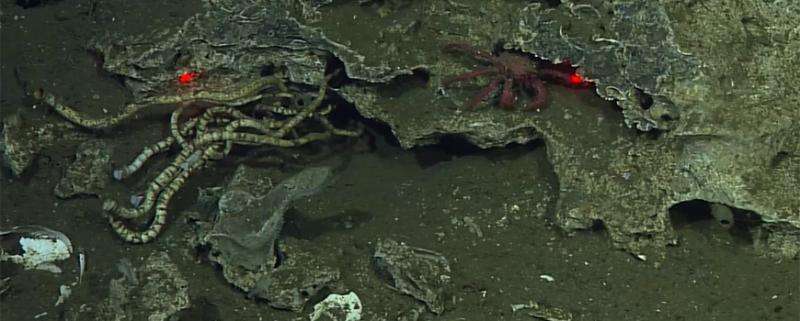 Del Mar methane seep