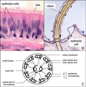 ciliated respiratory mucosa. 