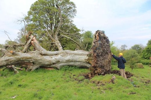 medieval skeleton collapsed beech tree