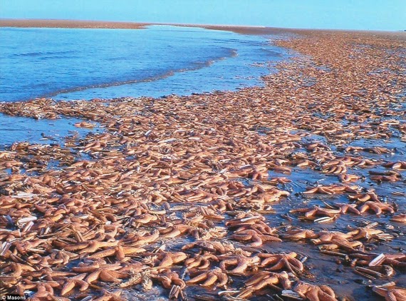 fish die-off