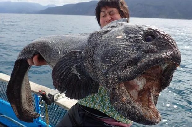 Click to enlarge Wolfish_1