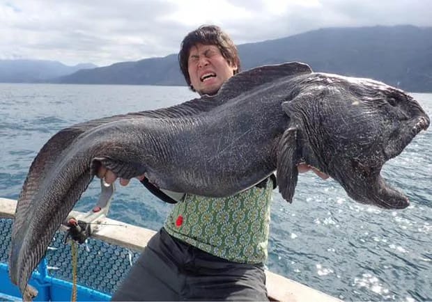 Click to enlarge Wolfish_2