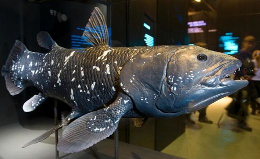 Click to enlarge coelacanth fossil fish lungs