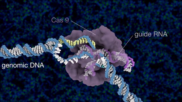 CRISPR/Cas9