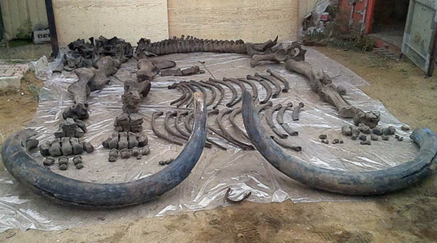 steppe mammoth
