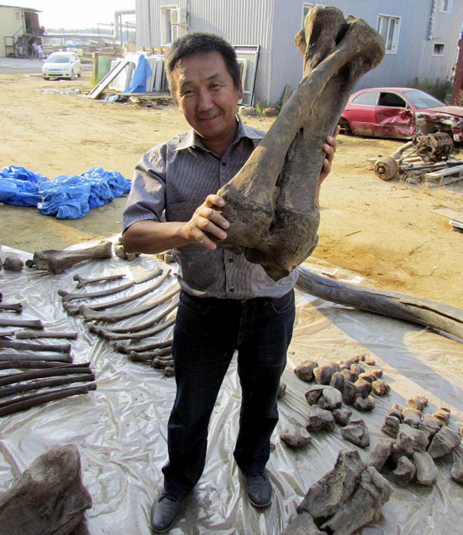 steppe mammoth