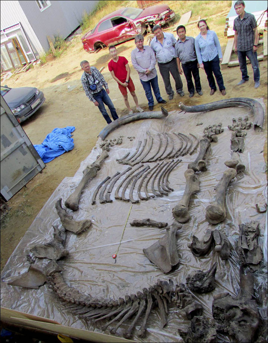 steppe mammoth