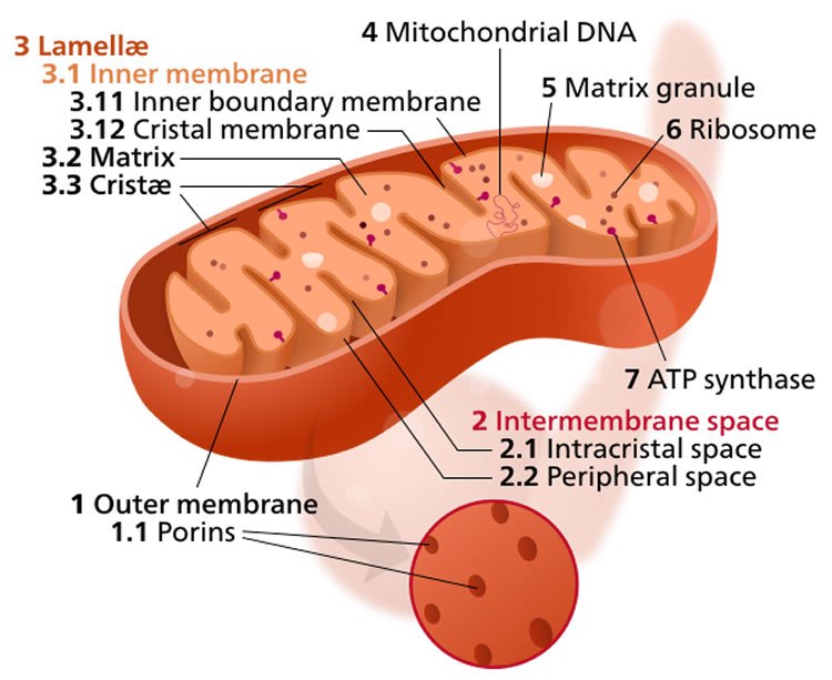 mitochondria