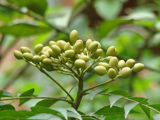 Neem leaves and seeds