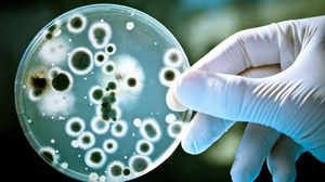 Candida fungus yeast mold culture