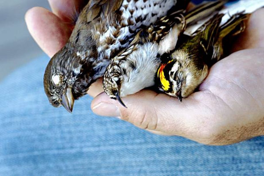 Click to enlarge 3 dead birds