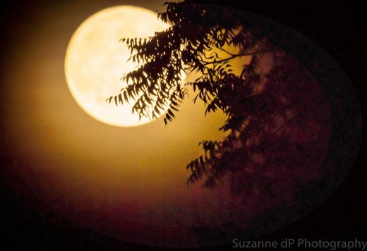 harvest moon