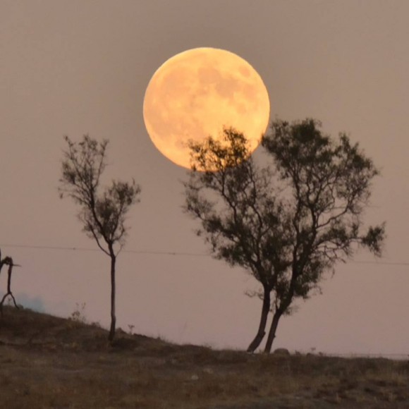 harvest moon 2014
