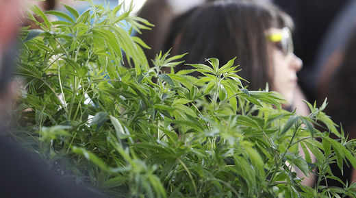 Click to enlarge marijuana not safe