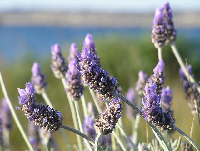 lavender