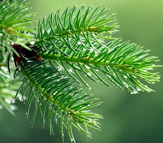 pine needles