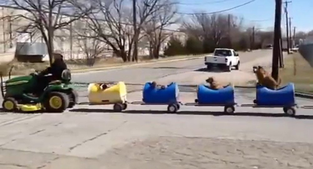 Dog Train