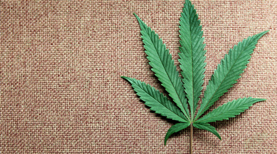Click to enlarge marijuana leaf