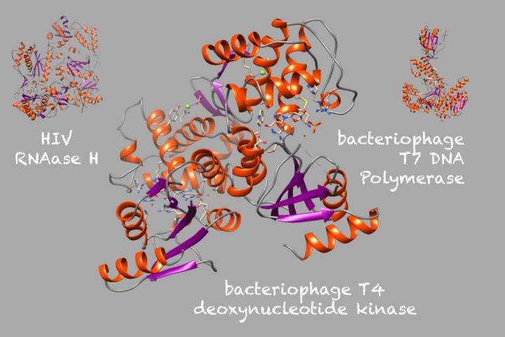 protein structures