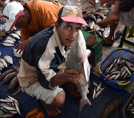 plastic in fish
