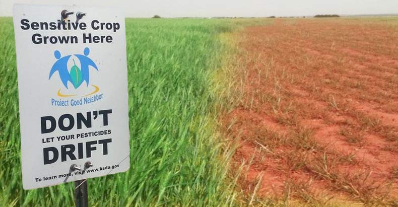 gmo crop drift