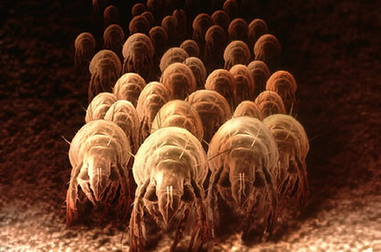 Click to enlarge dust mites