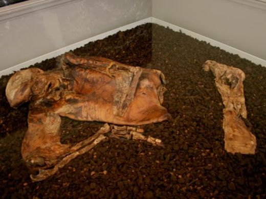Click to enlarge British mummies