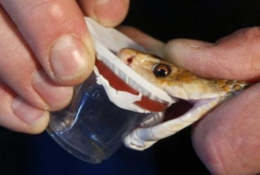 snake venom