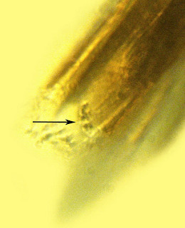 Click to enlarge Image