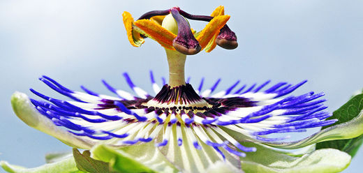 Passion flower