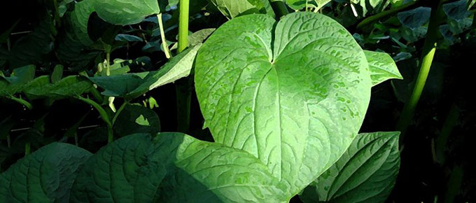 kava kava, kavaleaf