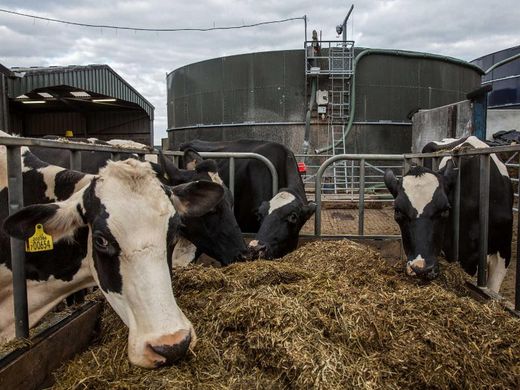 Click to enlarge mad cow wales