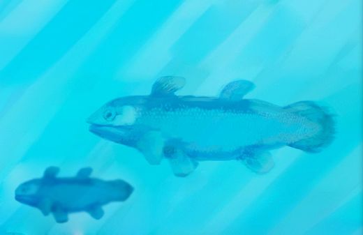 Click to enlarge ancient coelacanth