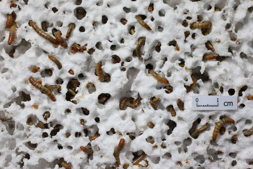 mealworms eat styrofoam