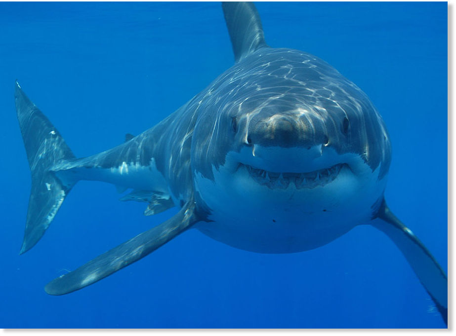 singles de smyrna beach florida shark attacks