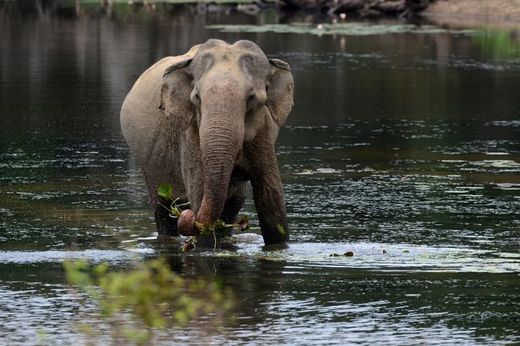elephants don't get cancer