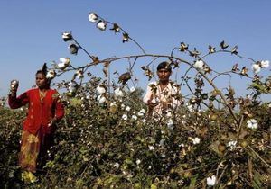 GMO cotton