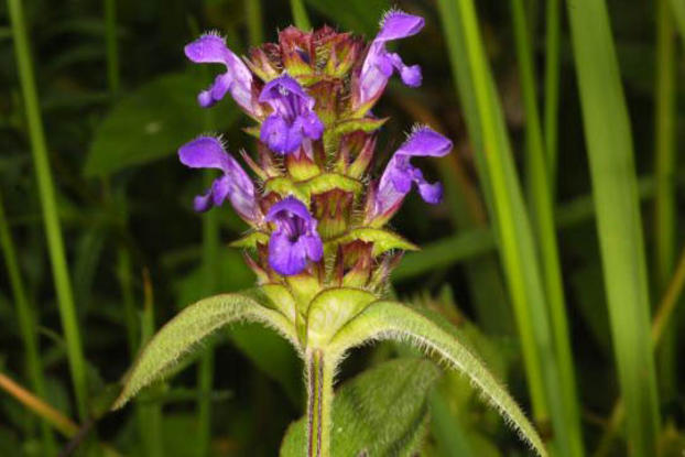 Click to enlarge Prunella Vulgaris