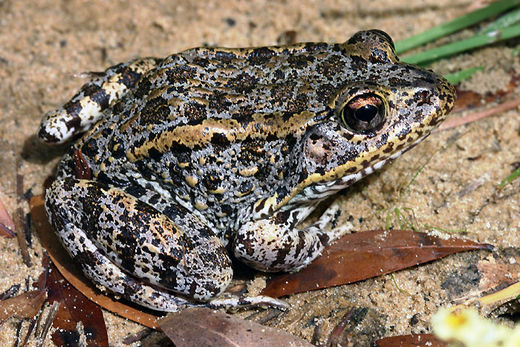 gopher frog