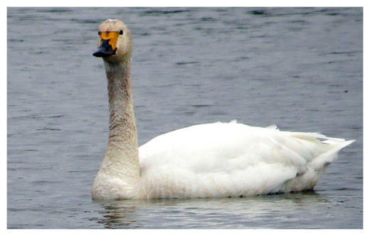 Click to enlarge Swan