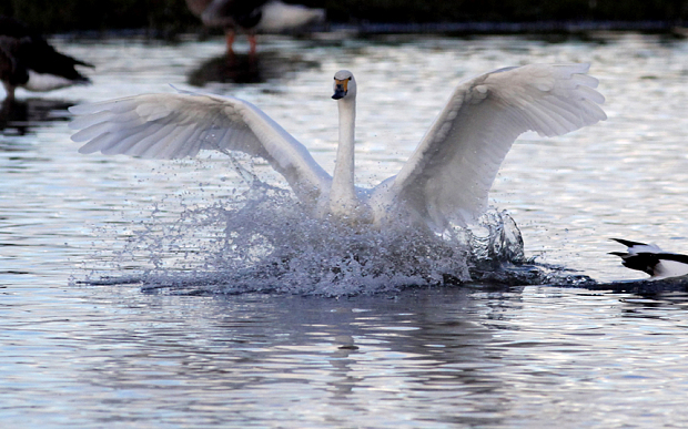 Swan_1