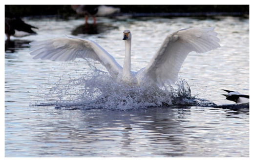 Swan_1