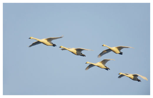 Swan_2