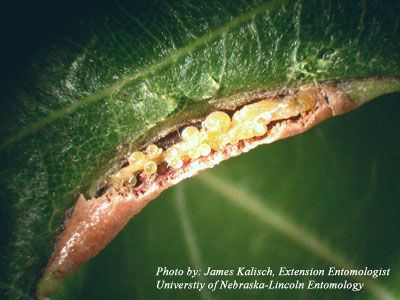 itch mites