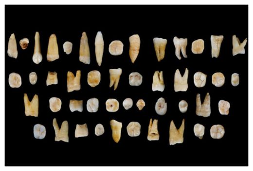 Fossil Teeth