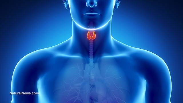 thyroid