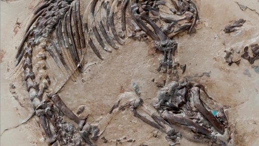 125-million year old mammalian fossil