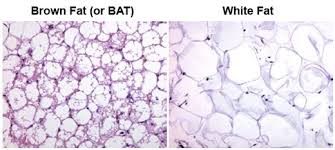 brown fat white fat